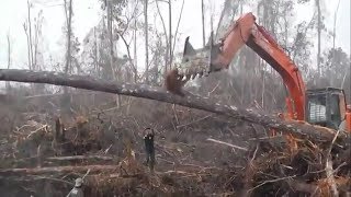 Un orangoutan défend son arbre contre un bulldozer [upl. by Ahsert]