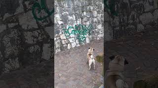 carlino che abbaia alle pecore parte2 carlino puglife puppy pugfunny [upl. by Ydnirb]