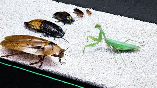 CAN A PRAYING MANTIS EAT THE LARGEST COCKROACH [upl. by Jeremiah]