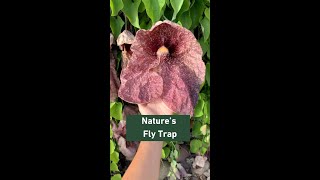 Aristolochia gigantea  Plant Talk [upl. by Ridglea182]