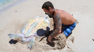 YBS Lifestyle Ep 29  HELPLESS TURTLE GETS RESCUED  Crayfish Catch And Cook [upl. by Mendive54]