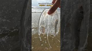 Nature’s wonders Saved Venomous snake amp jellyfish 😱 [upl. by Freytag4]