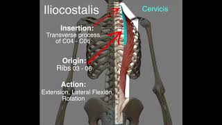 Iliocostalis  Origin amp Insertion [upl. by Manheim481]