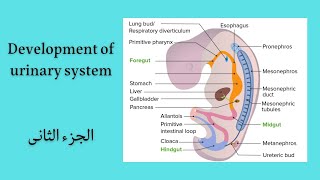 Development of urinary system🦁 kidney  bladder and urethera 🐐 محاضرة تشريح طب بيطرى 🐎 Part 2 [upl. by Mcloughlin]