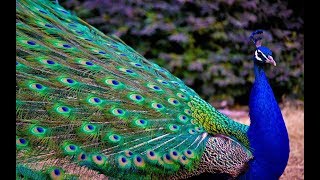 Latest Rare Peacock imagesPeacock PicturesPeacock PhotosPeacock Wallpapers Video [upl. by Hufnagel]