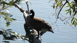 A WALK AROUND RUSHDEN LAKES PLUS WILDLIFE [upl. by Icam829]