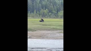 Alaska Bear Viewing Adventure  Wildlife Up Close 🐻 [upl. by Leyes]