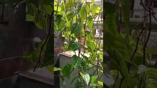 Thamalapaku chettu 🙏🌱🍀☘️🌷🌺🌹Betel leafytshorts pooja garden [upl. by Pangaro]