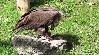 cinereous vulture Aegypius monachus eating carcass Alpenzoo [upl. by Fotzsyzrk]