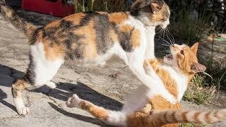 Cats fight sound  Cat fighting sound effect [upl. by Sherie]