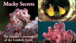 Mucky Secrets full  The Marine Creatures of the Lembeh Strait [upl. by Elletnwahs]