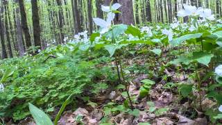 Time Lapse  3 Weeks Of Trilliums [upl. by Ahtibbat]