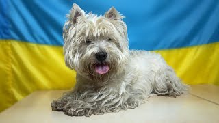 Grooming a West Highland White Terrier  Unbelievable Transformation [upl. by Joses499]