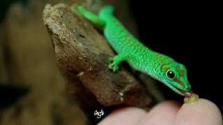 Phelsuma Grandis [upl. by Ehcar]