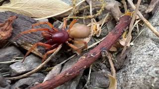 Woodlouse Spider in Hunting Mode [upl. by Ahsead]