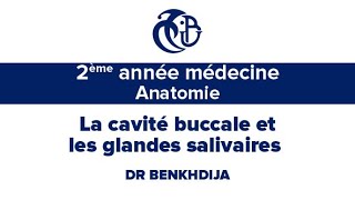 2ème année médecine Anatomie La cavité buccale et les glandes salivaires [upl. by Oiraved]