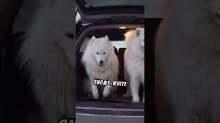 Why Samoyeds Are Known as ‘Smiling Sammies’ [upl. by Ganiats]