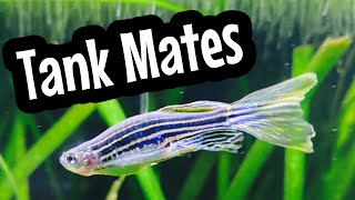 Best Zebra Danio Tank Mates [upl. by Releehw963]