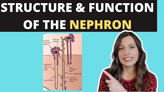 Mechanism of urine formation  Glomerular filtration Tubular reabsorption Tubular secretion [upl. by Sleinad97]