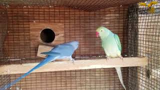 INDIAN RINGNECKS BREEDING SEASON SET UP [upl. by Ignacius]