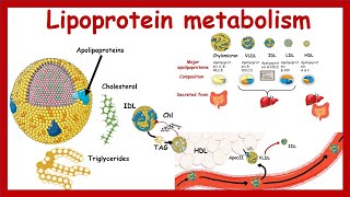 Lipoprotein metabolism and transport  Chylomicron VLDLIDL LDLHDL  Metabolism  Biochemistry [upl. by Geanine947]