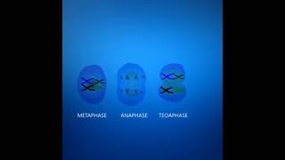 Meiosis cell division Animation  3DClass 12 Cell cycle and cell division [upl. by Ahsok60]