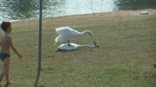 Swan attack in the mating season [upl. by Llerrehc]