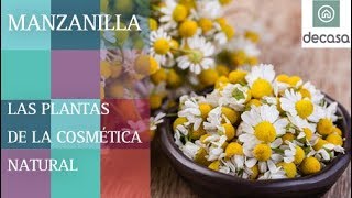 ¿Cuáles son los beneficios de la Manzanilla  LAS PLANTAS DE LA COSMÉTICA NATURAL [upl. by Filipe388]