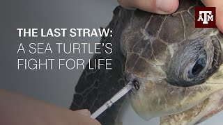 The turtle with a straw in its nose The story behind the viral video [upl. by Perkins]