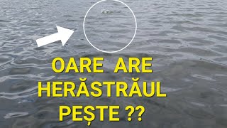 Pescuit la crap și plătică pe lacul HerăstrăuBucurești [upl. by Neahs]