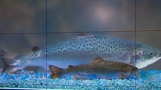 Chains refuse to carry geneticallymodified salmon [upl. by Tedmann]