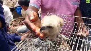 Cute Baby Eagle  In Bird Market [upl. by Marianna]