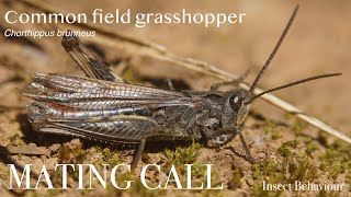 Common field grasshopper Chorthippus brunneus callingstridulating  Insect Behaviour [upl. by Goodrich]