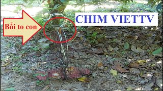 Bổi to con  Orthotomus sepium bird trap [upl. by Vi]