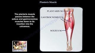 Plantaris Muscle  Everything You Need To Know  Dr Nabil Ebraheim [upl. by Hailahk]