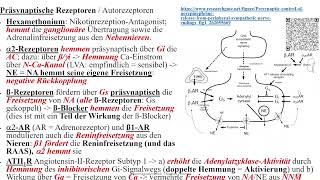 G Protein gekoppelte Rezeptoren 4 Gi Beispiel a2Rezeptor des Sympathikus [upl. by Ogirdor]