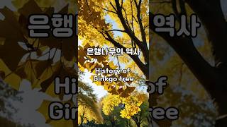 은행나무의 역사 History of Ginkgo tree [upl. by Tybi]