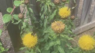 Centaurea macrocephala [upl. by Canfield]