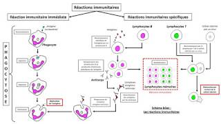 cycle4 Les réactions immunitaires  Schéma bilan [upl. by Neelyaj734]