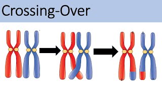 Crossing Over Rekombination genetischen Materials  Biologie Genetik Oberstufe [upl. by Silver]