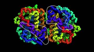 Modeling the effects of frameshift mutations [upl. by Arednaxela]