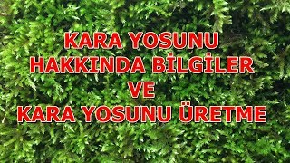 Kara Yosunları  Evde Yosun Yetiştirmek  Bilgi ve Tarif [upl. by Aneloj]