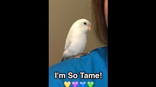 PARROTLET CARE  HOWTO TAME a PARROTLET [upl. by Aliuqaj814]