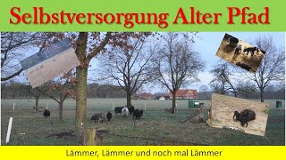 LämmerLämmer und noch mal Lämmer [upl. by Dunlavy571]