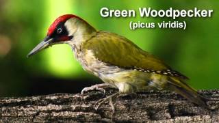 Woodpecker  European Green Woodpecker Bird Call [upl. by Atiral960]