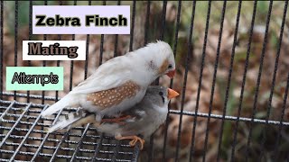 Zebra Finch Mating Attempts [upl. by Meer]