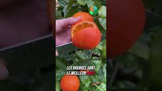 Les meilleurs fruits pour ton corps [upl. by Norud]