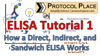 ELISA Tutorial 1 How a Direct Indirect and Sandwich ELISA Works [upl. by Ciryl]