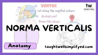 Anatomy of the skull  norma verticalis [upl. by Alphonso226]