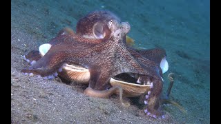 The Coconut Octopus [upl. by Arul]